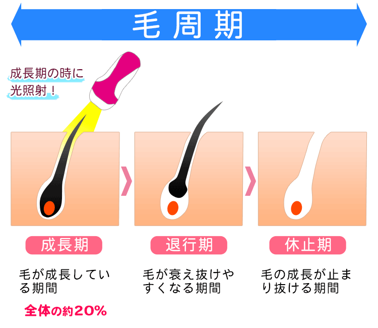 毛周期についての説明